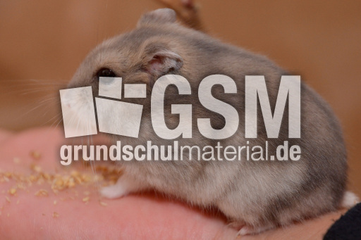 Dsungarischer Zwerghamster (12).jpg